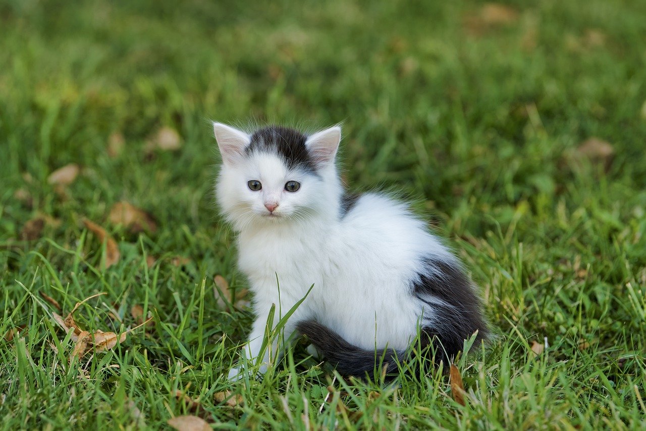 Understanding the Gentle Nature of the Russian Blue